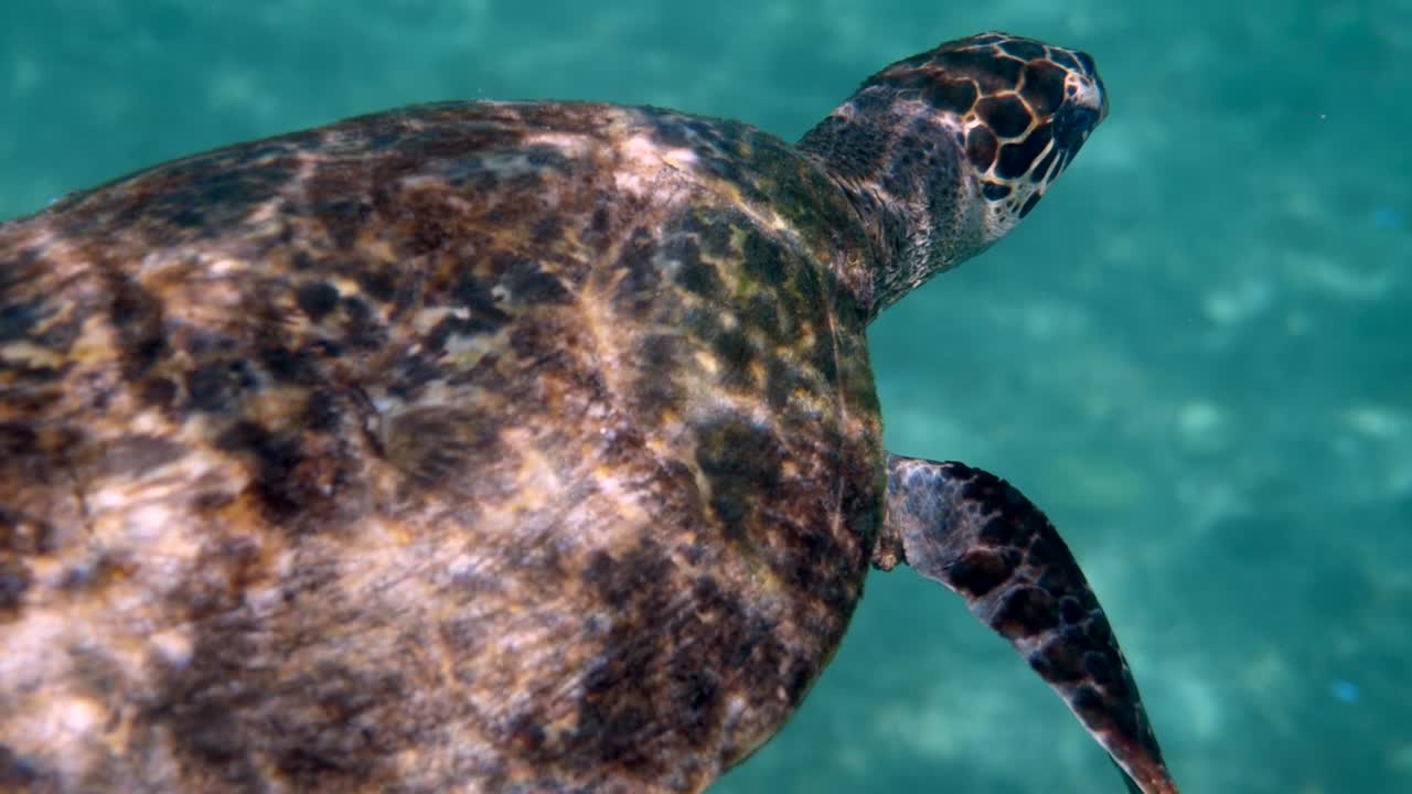 Hawksbill sea turtle swimming on camera in blue ocean. Underwater video of wildlife turtle. Deep ocean wildlife.