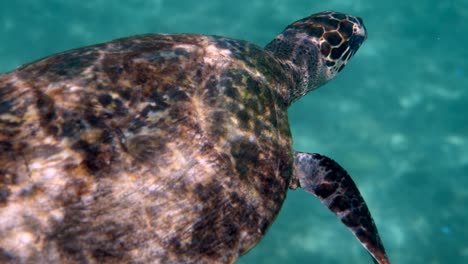 hawksbill sea turtle swimming on camera in blue ocean. underwater video of wildlife turtle. deep ocean wildlife.