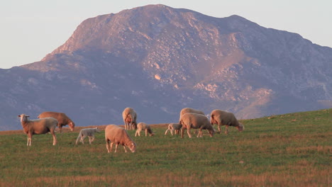tierras de cultivo de ovejas y cabras