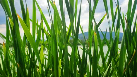 Gras-Und-Wind-In-Bewegung