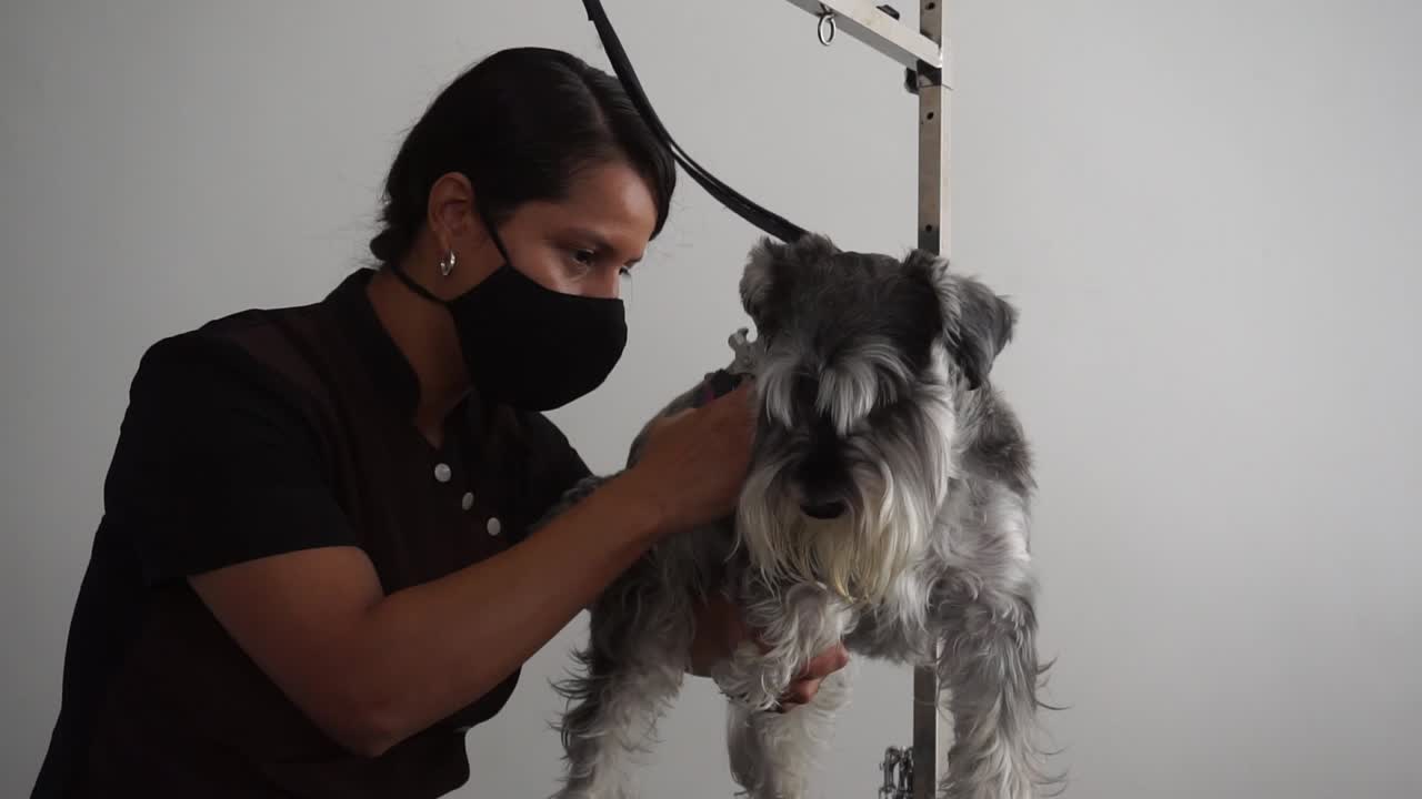 Hispanischer Tierpfleger versucht, Krallen eines Zwergschnauzers zu schneiden, Zeitlupe.