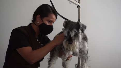 Hispanic-dog-groomer-tries-to-trim-nails-of-Miniature-Schnauzer,-slow-motion