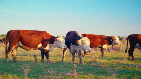cows enjoying fresh grass in the tranquil silence of a beautiful, sunny autumn day.