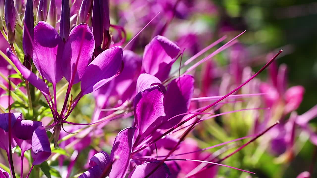 A detailed view of vivid purple petals basking in bright sunlight, showcasing their delicate structure and vibrant color.