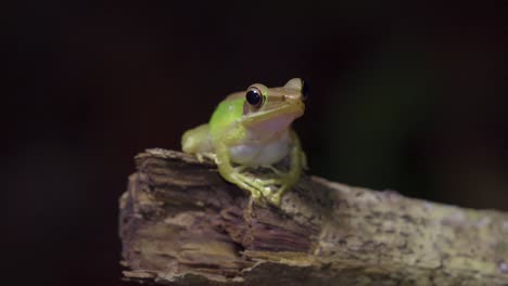 malayan white-lipped tree frog sitting on tree branch in jungle