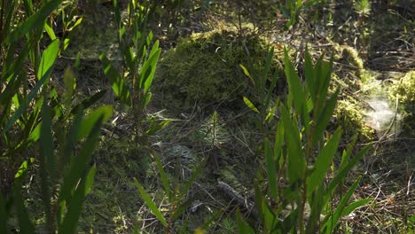 4K-Nahaufnahme-Einer-Kleinen-Kiefer,-Die-Mitten-Im-Moos-Wächst,-Umgeben-Von-Einigen-Kleinen-Akazien-Longifolia-Bäumen