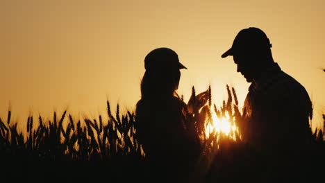 Silhouettes-Of-Two-Farmers-In-A-Wheat-Field-Looking-At-Ears-Of-Corn