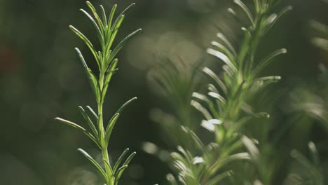 Planta-Verde-Aislada-De-Romero-Con-Fondo-Borroso