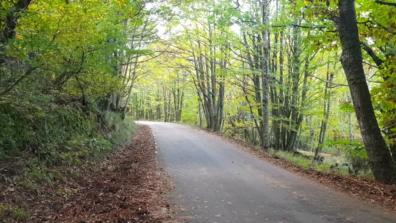 Capturing the beauty of autumn in the Sierra de Gredos, this long shot features a rural road flanked by oak trees with golden leaves.