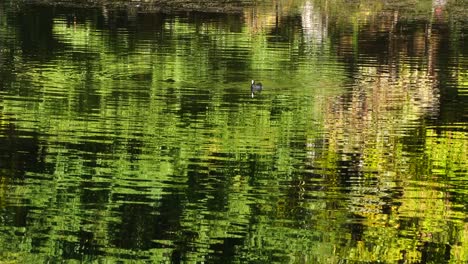 wild duck swims and feeds on calm vibrant water of park lake reflecting green trees