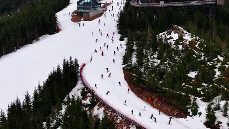 aerial view of large group of skiers go downhill near forest, dolni morava