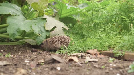 Kleiner-Europäischer-Igel,-Der-Im-Gemüsegarten-Auf-Nahrungssuche-Geht---Nahaufnahme