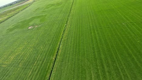 Inmersión-Rápida-De-Un-Dron-Hacia-Una-Zanja-Entre-Campos-De-Cultivo-De-Hierba-Verde