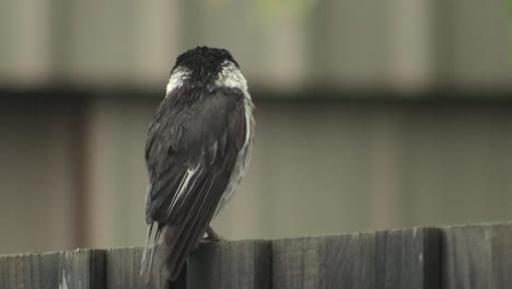 Butcherbird-Mojado-Cerca-Encaramado-En-La-Valla-Mirando-Moviendo-La-Cabeza-Lloviendo-Australia-Gippsland-Victoria-Maffra