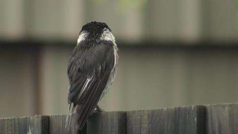 wet butcherbird de cerca posado en la valla mirando la cabeza en movimiento lloviendo australia gippsland victoria maffra