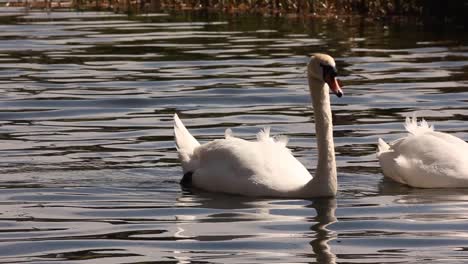 swans swimming in dublin canal in the city center in ireland