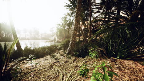 le sentier de l'oasis des palmiers est l'une des nombreuses randonnées populaires du parc national.