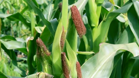 a maize plant in kenya africa