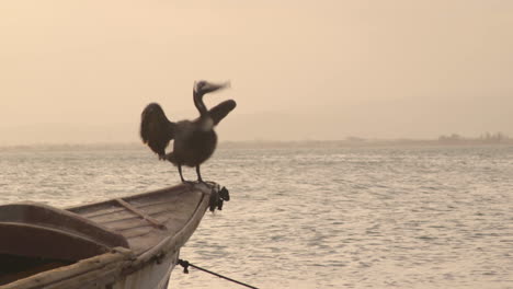 pelican perched on fishing boat at sunset in port royal jamaica