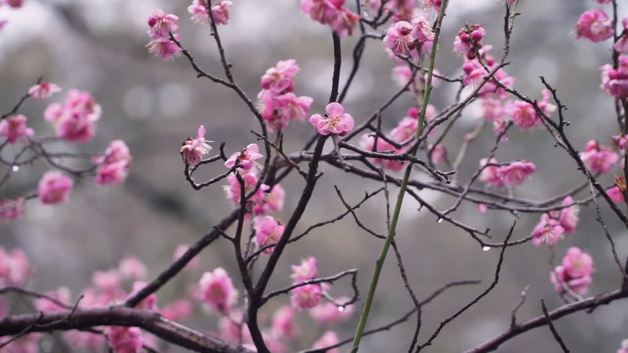 Moving right close up shallow depth of field shot of delicate pink Japanese cherry blossom or Sakura  in full bloom in Kyoto in Japan in spring time covered in morning dew