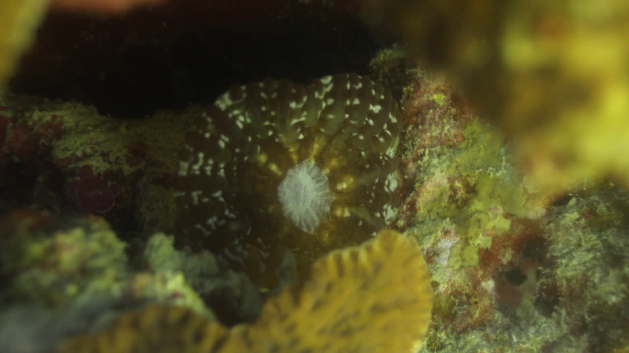 las anémonas de mar son un grupo de invertebrados marinos depredadores del orden actiniaria