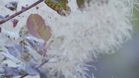 Cotinus-Rauchbaum-Rauchbusch-Blüte-Zweig-Nahaufnahme-Fokus-Rampe