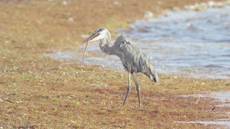 great blue heron swallows needlefish at beach shore full of seaweed