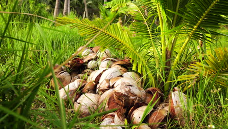 Pile-of-Cracked-Coconuts-Fallen-On-Grass-and-Leaves