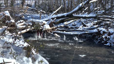 Gefrorene-Bäume-Mit-Kaltem-Strom,-Der-Durch-Wälder-Fließt