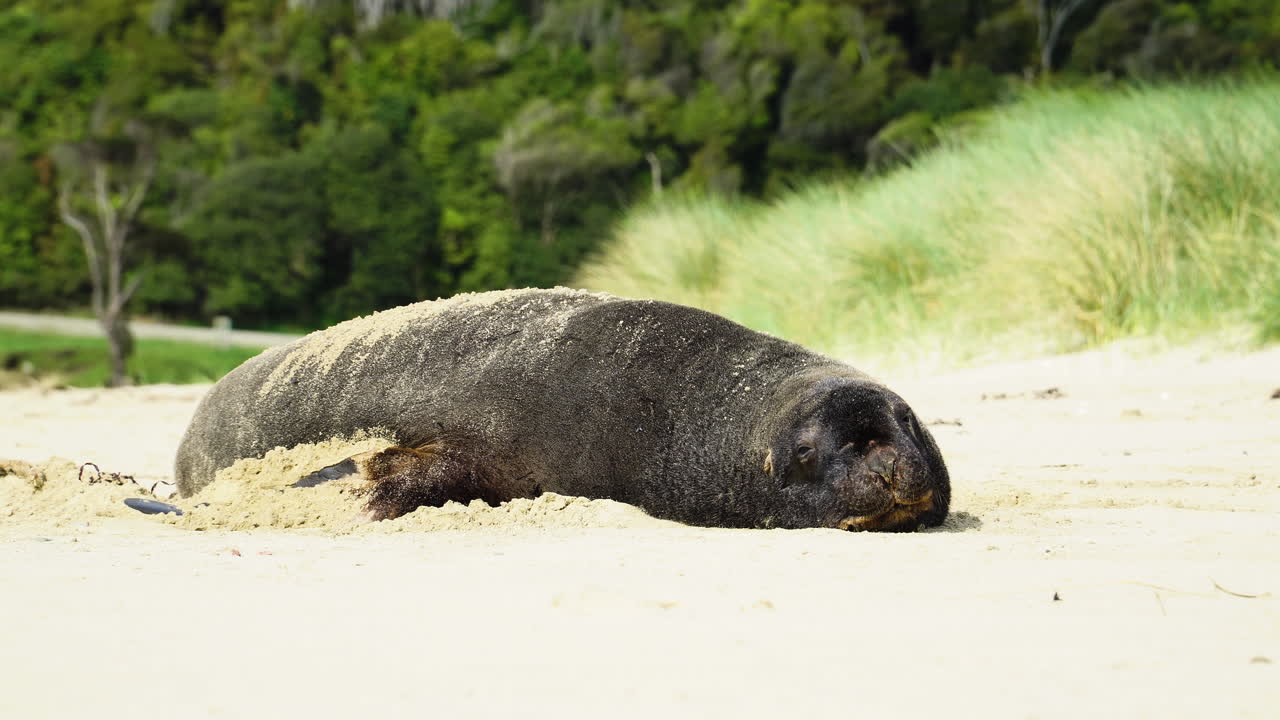 Sea lion on the shore in New Zealand, Parakanui