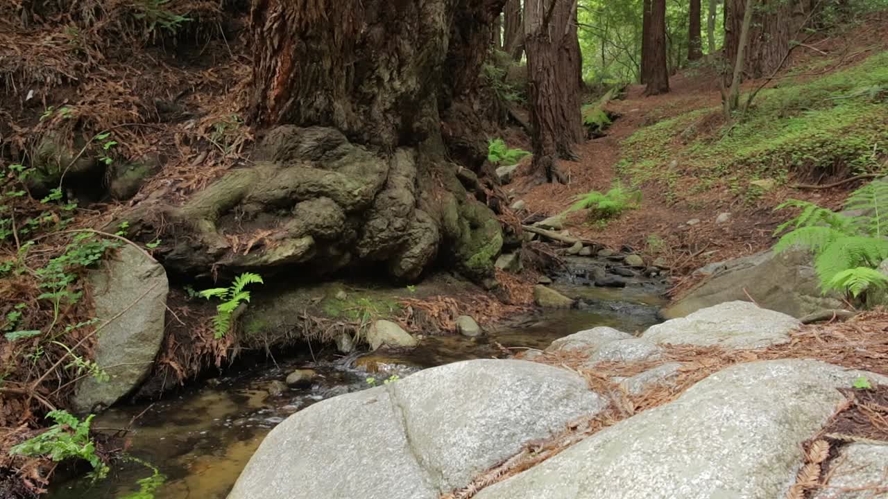 arroyo balbuceante que fluye a través del bosque de secuoyas de big sur