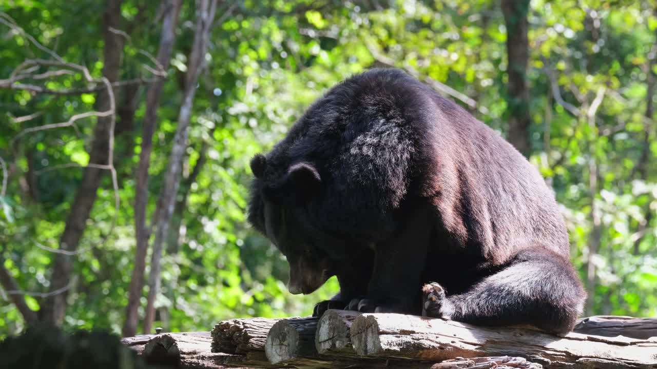 boca abierta para dejar salir aire caliente de su cuerpo mientras jadea, se agacha lentamente para dormir, oso negro asiático, ursus thibetanus, santuario de vida silvestre huai kha kaeng, tailandia
