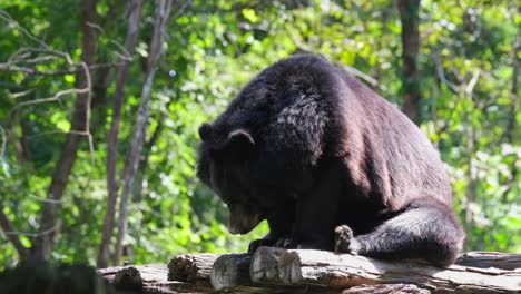 mouth open to let hot air out of its body while panting, slowly stoops down to sleep, asiatic black bear, ursus thibetanus, huai kha kaeng wildlife sanctuary, thailand