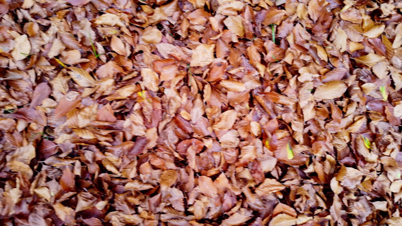 Autumn leaves scattered on ground, creating warm, earthy tones