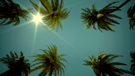 driving through palm tree alley