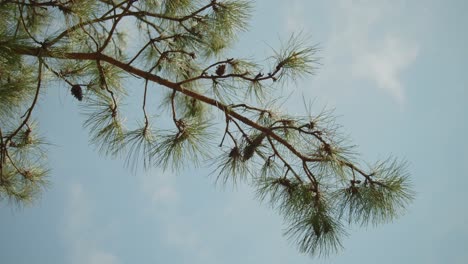Pine branch swaying in wind against blue sky with few clouds