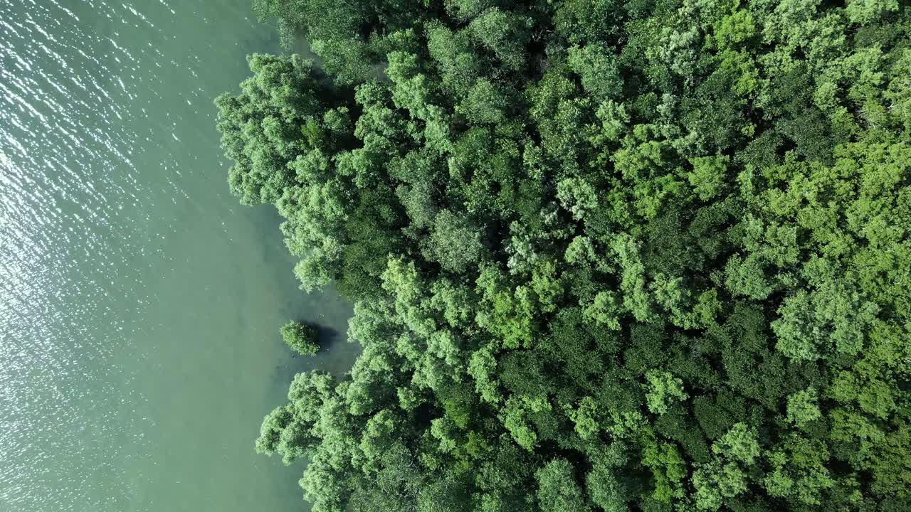 bosque de manglares en el borde del agua, defensa natural del mar, drones aéreos sobrevuelan con exuberante follaje verde balanceándose en el viento