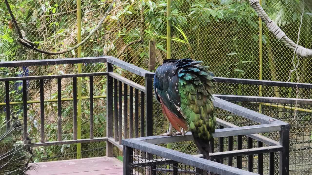 pavo real en un recinto del zoológico