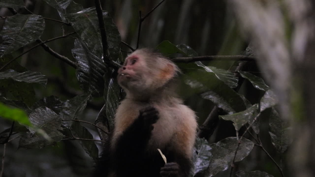 inteligente capuchino panameño de cara blanca, imitador de cebus, visto en un árbol frondoso, comiendo y dispersando semillas contra el ambiente del bosque oscuro, papel importante para la ecología de la selva tropical, tiro de cerca
