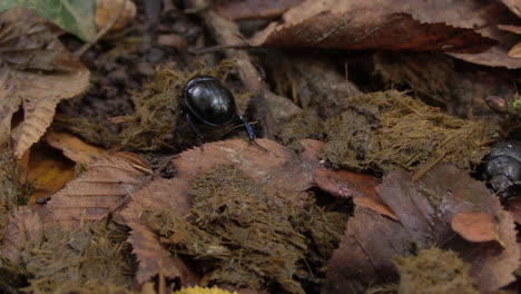 Dung-beetle-crawling-over-fresh-feces-and-leaves,-close-up-static-shot