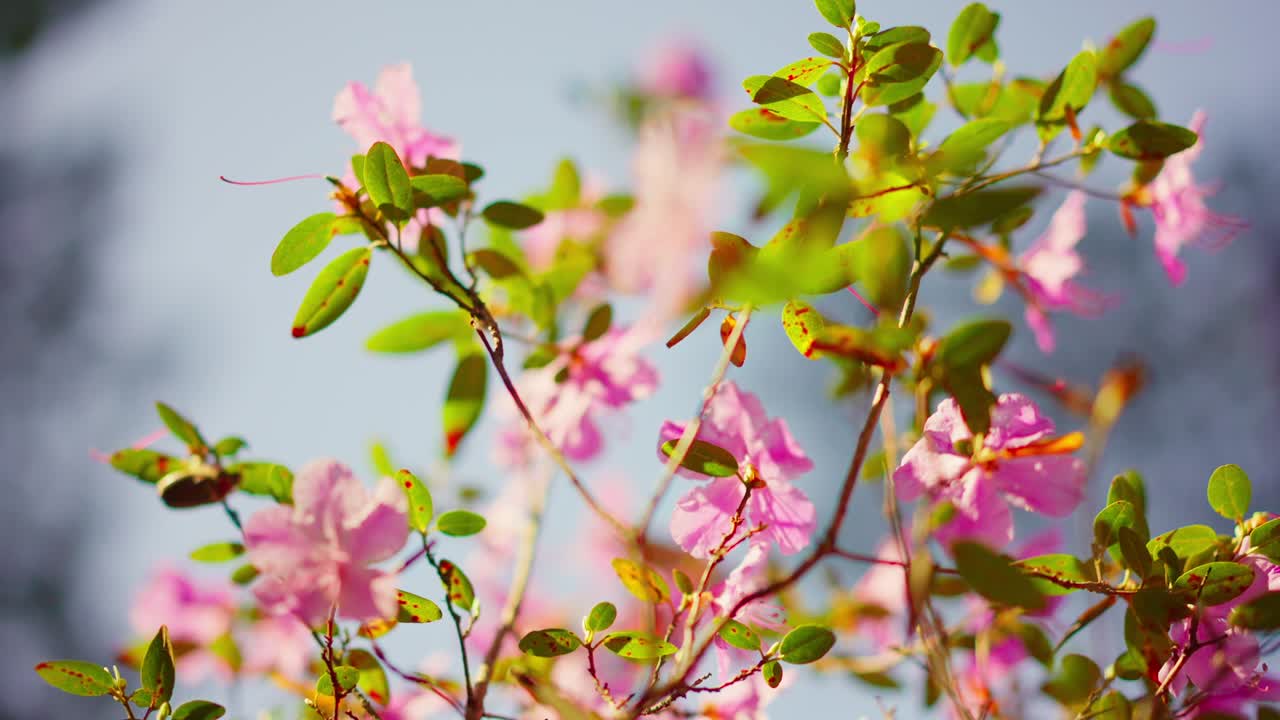 Pink azalea blossoms glow softly against blurred blue sky. Sunlight highlights delicate petals and fresh green leaves. Branches sway gently in warm spring breeze. Ideal for nature, travel