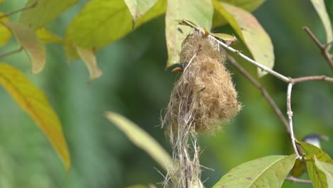 Mother-orange-bellied-flowerpecker-bird-feeding-her-chicks-in-the-nest
