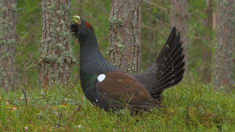 capercaillie tetrao urogallus in forest in overcast day