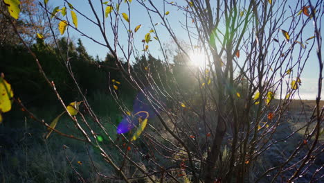 sun flickering through branches on a frosty autumn morning