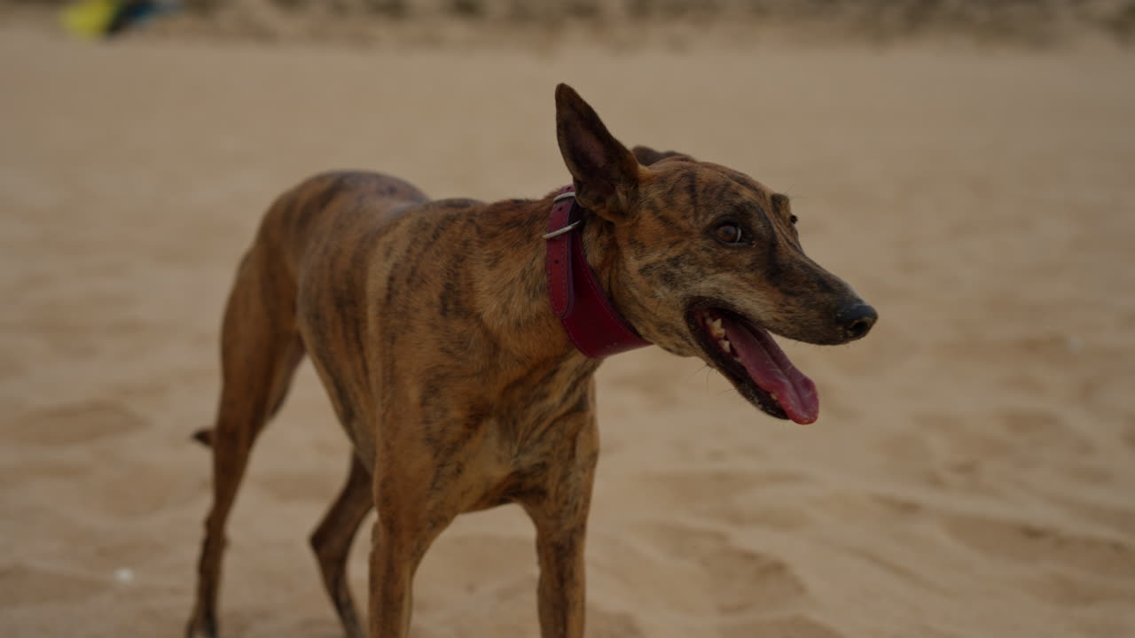 Brindle Dog on the Beach