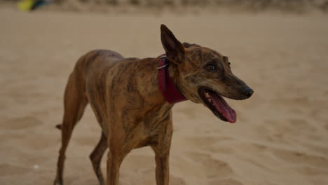 brindle dog on the beach