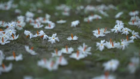 night jasmine, seuli or shefali flower is symbol flower of saradiya or durga puja festival in autumn season