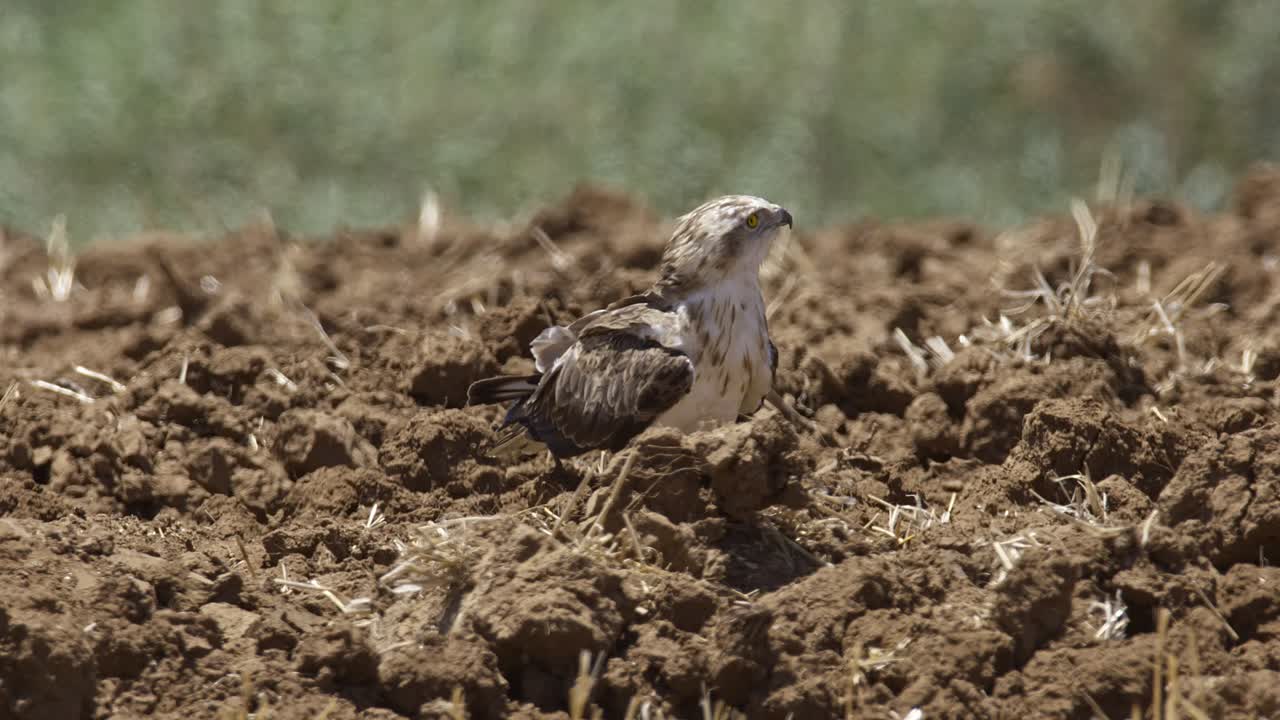 A Short-toed Snake Eagle (Circaetus gallicus) hunts over plowed fields, searching for snakes and mole-rats unearthed by the plow
