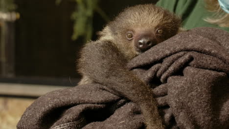 human petting a baby sloth