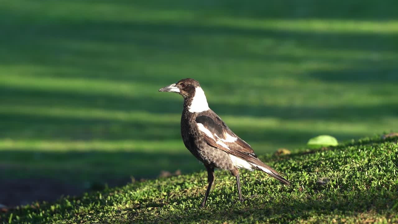 especies de aves defensivas, urraca australiana, gymnorhina tibicen con plumaje blanco y negro, forrajeando y picoteando en el suelo de hierba, preguntándose por su entorno circundante a la luz del día